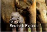 serendib explorer